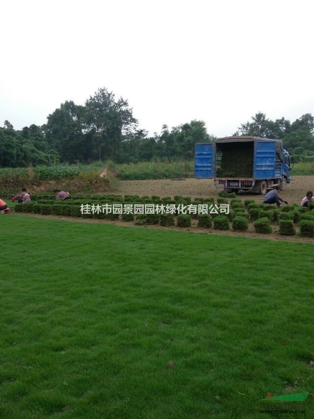馬尼拉草,草皮,桂林草皮