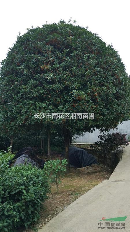 湖南桂花、金桂、 丹桂、精品桂花、彩桂、四季桂、四季桂小苗