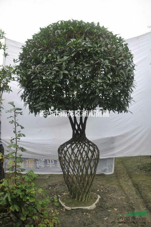 湖南桂花、金桂、 丹桂、精品桂花、彩桂、四季桂、四季桂小苗