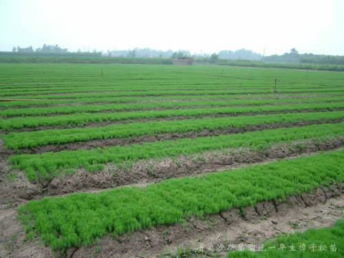 油松營養(yǎng)杯苗
