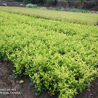 金葉女貞，金森女貞，月季，茶梅，春鵑，毛鵑，梔子花，中華蚊母