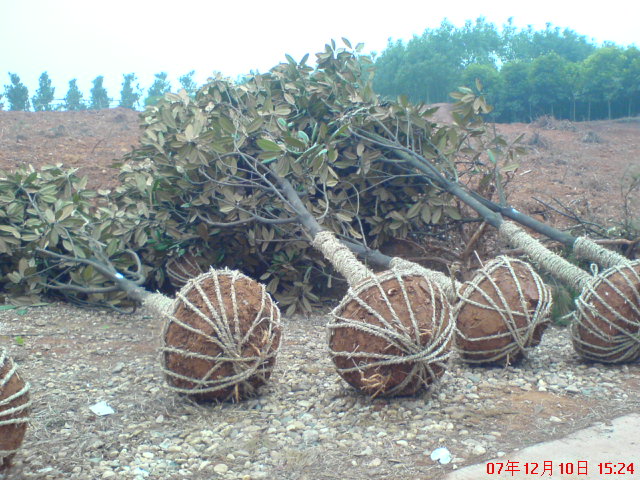 移栽香樟.廣玉蘭.楊梅.羅漢松