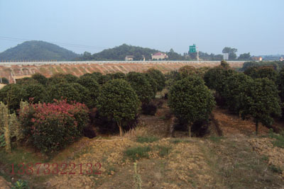 羅漢松.桂花，杜鵑，香樟  紅葉石楠