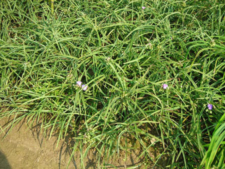 紫金牛、紫葉鴨趾草、紫露草