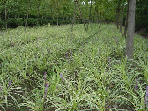 吉祥草、金邊麥冬、黃金菊