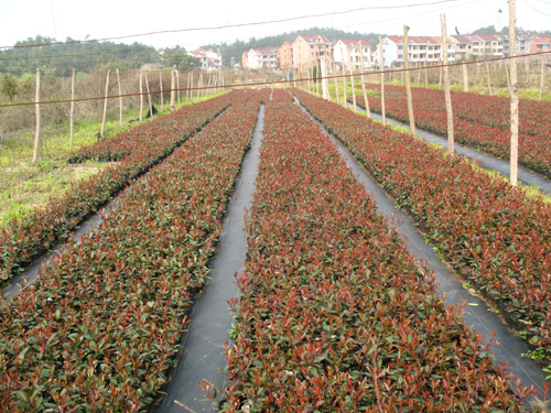 紅葉石楠