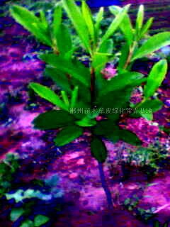 湖南馬尼拉草皮