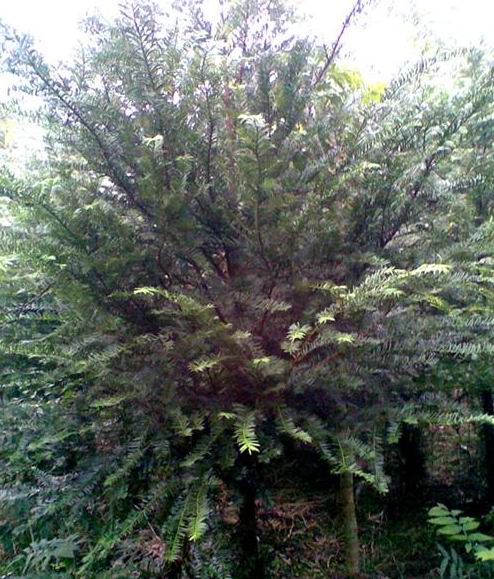 红豆杉高度10-400(cm)