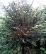 紅豆杉高度10-400(cm)