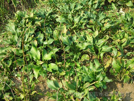 草本植物(吉祥草、虎耳草、醉魚草、玉簪、紫露草、垂盆草、紫葉酢漿草)