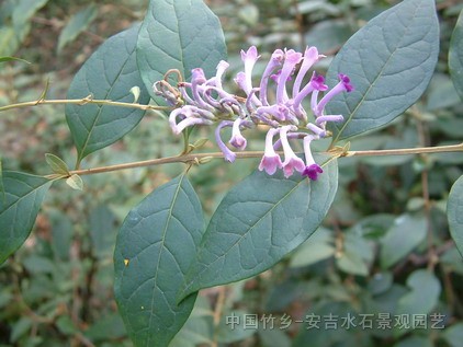 草本植物(吉祥草、虎耳草、醉魚草、玉簪、紫露草、垂盆草、紫葉酢漿草)