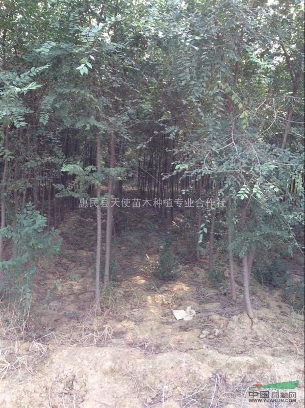 金葉榆，山東榆樹(shù)基地，榆樹(shù)，榆樹(shù)價(jià)格最低