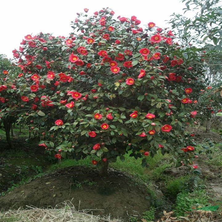 豐花月季小苗價格，大花月季價格，鉆石月季價格長沙月季報價