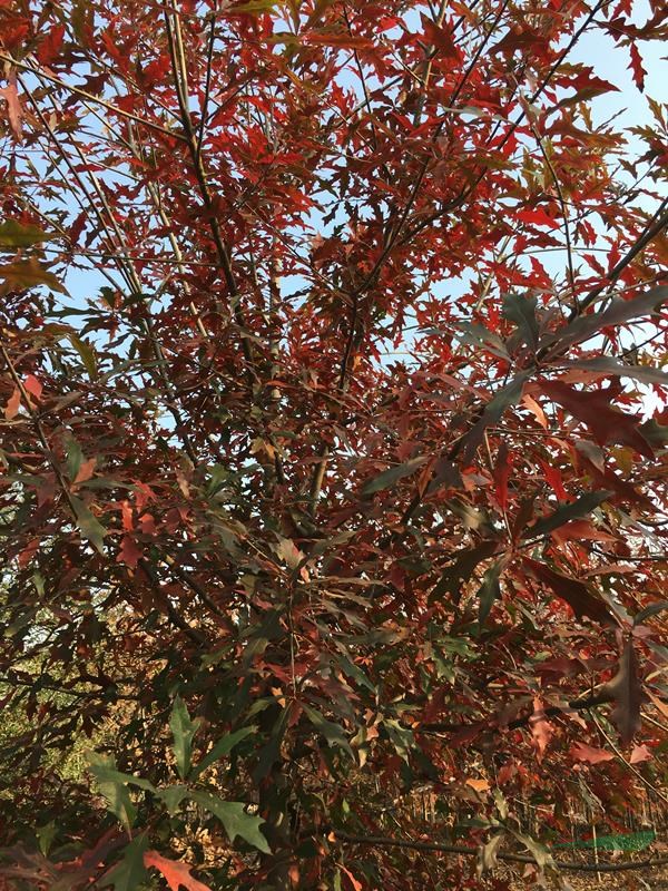 娜塔栎等北美红栎树系列树种
