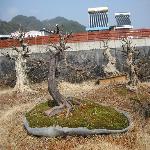 雀梅