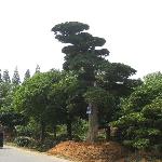 日本羅漢松