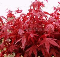 四川彩葉樹（紅楓.紅橡.紅櫨.紫荊.楓香.紅葉楊等彩葉苗木