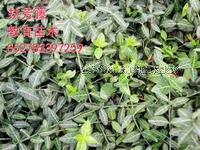 急售100萬棵扶芳藤.扶芳藤價格
