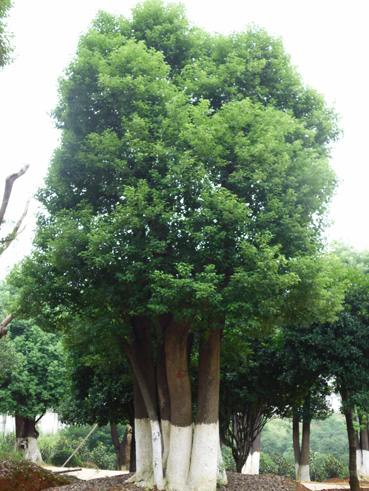 樟樹