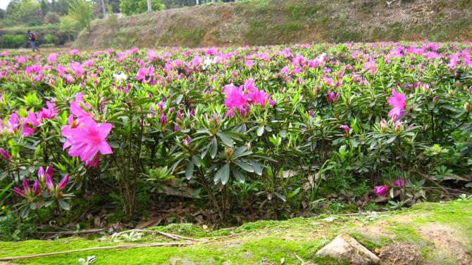 桂花.杜鵑.紅花繼木.羅漢松