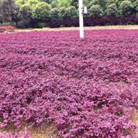 紅花繼木（黑珍珠）基地、紅花繼木小苗、紅花繼木價格