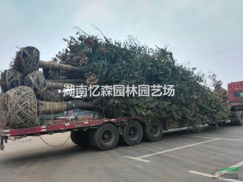 18-30cm移栽欒樹、全冠欒樹、移栽欒樹價(jià)格