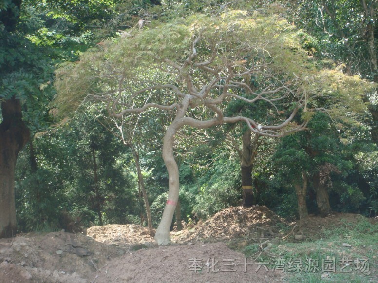 羽毛楓