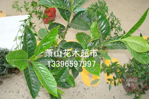 大葉梔梔花