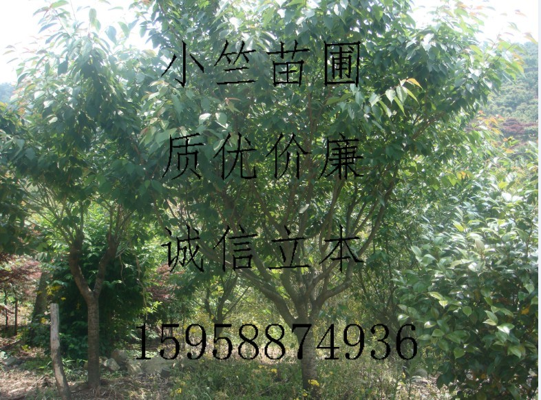 寧波櫻花，櫻花小苗