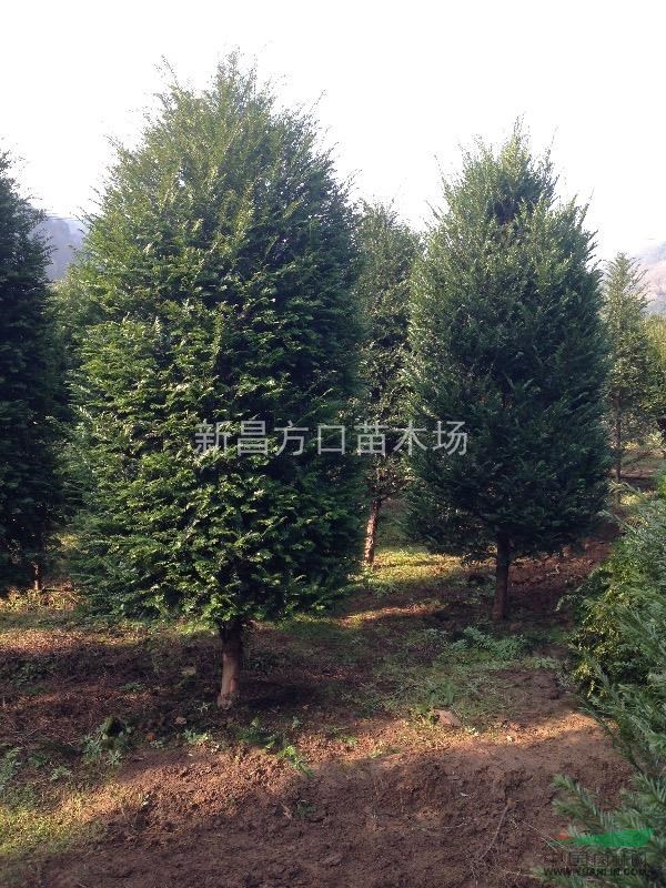 紅豆杉盆景精品