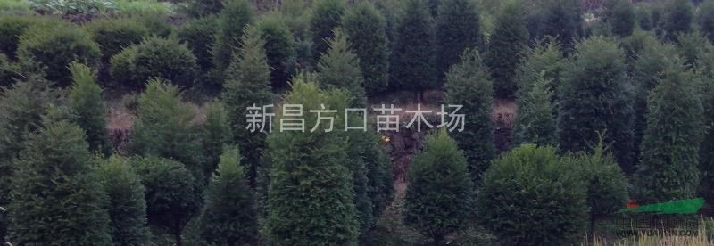 紅豆杉盆景精品