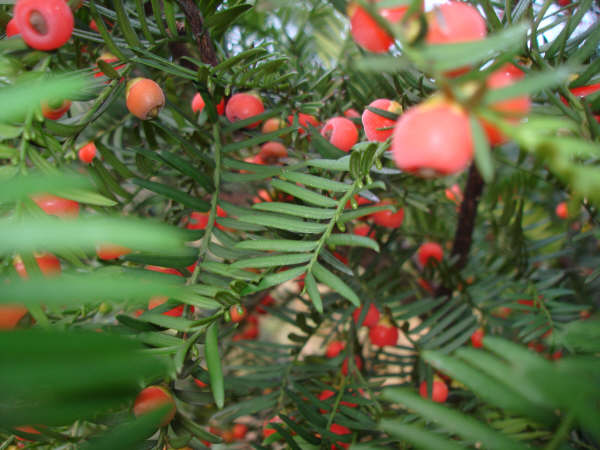 紅豆杉小苗