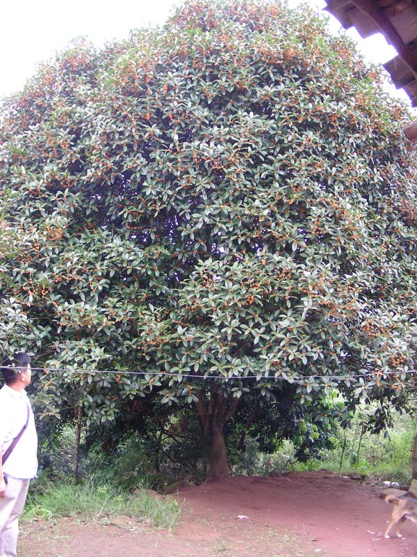 藍(lán)花楹,丹桂苗