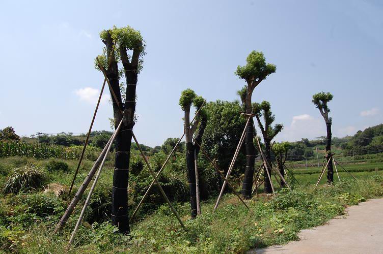 香樟.