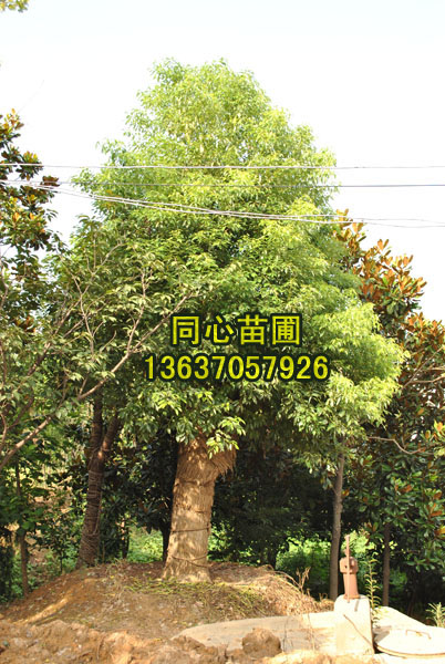 最實(shí)惠大香樟17批發(fā)/安徽最實(shí)惠大香樟17