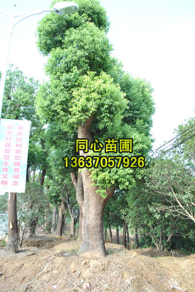 最實(shí)惠大香樟17批發(fā)/安徽最實(shí)惠大香樟17