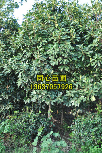 安徽石楠三/安徽石楠三供應(yīng)/出售安徽石楠三