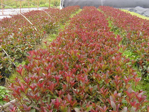 红叶石楠、小叶黄杨、红叶小檗、金边黄杨、大叶黄杨、红花酢浆草