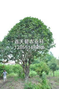 桂花