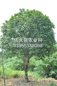 桂花