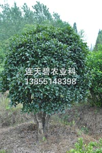 桂花