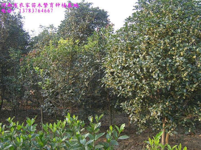 紫薇價(jià)格,百日紅價(jià)格,八月桂花價(jià)格,法國冬青價(jià)格,黃山欒樹價(jià)