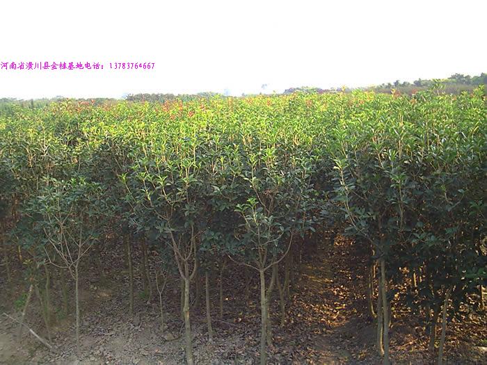 紫薇價(jià)格,百日紅價(jià)格,八月桂花價(jià)格,法國冬青價(jià)格,黃山欒樹價(jià)