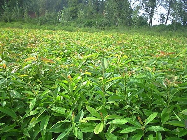 馬褂木紫薇紅豆杉木荷楓香池杉檫樹榿木苦棟濕地松馬尾木馬桂花