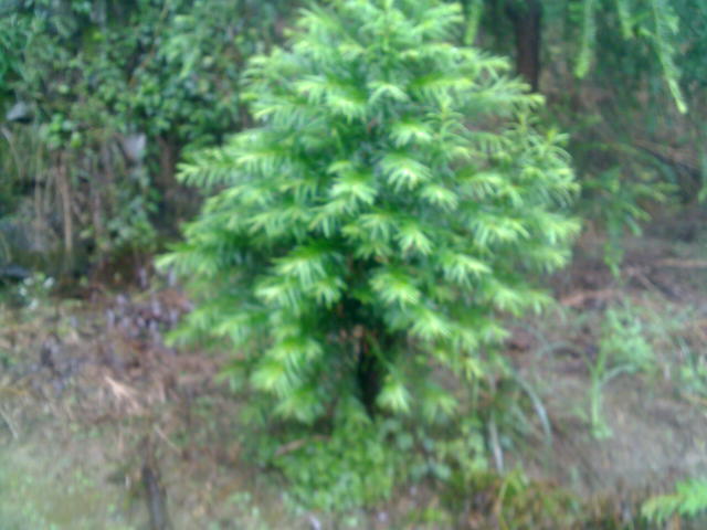 紅豆杉盆景
