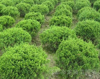 揚(yáng)州江都供應(yīng)蜀檜、龍柏球、直生龍柏