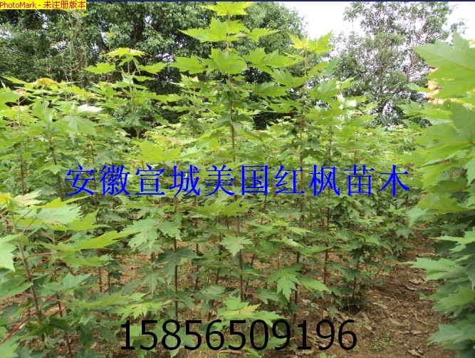 美國(guó)紅楓、美國(guó)紅楓價(jià)格，美國(guó)紅楓種子