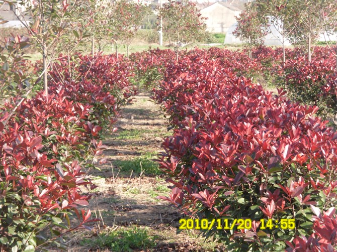 紅葉石楠