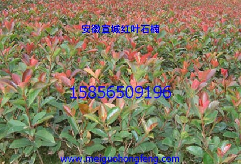 紅葉石楠
