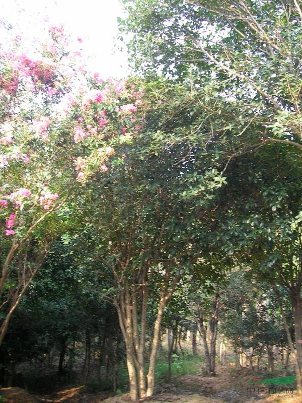 桂花